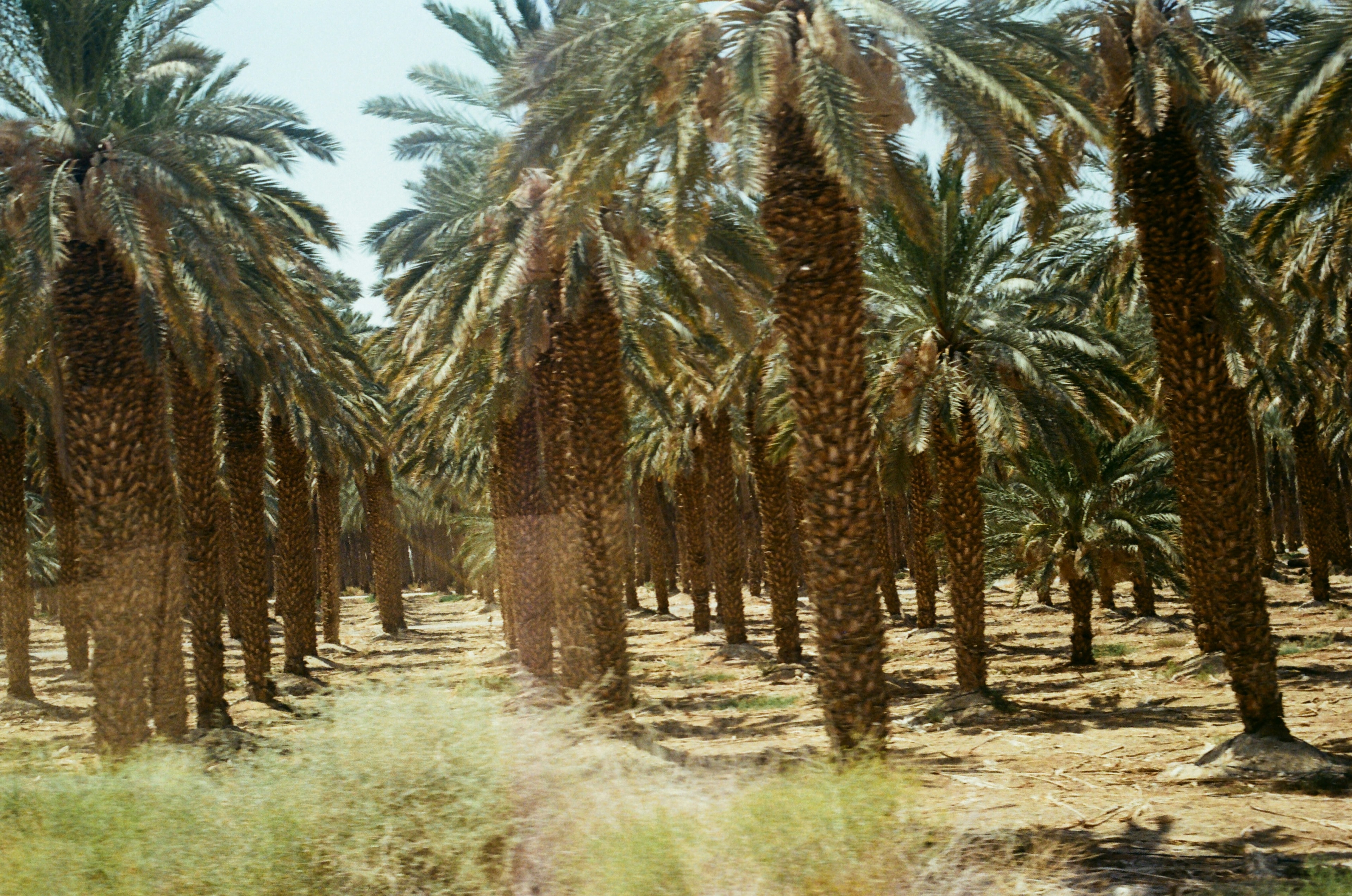 Rows of tall date palms in a mature palm grove